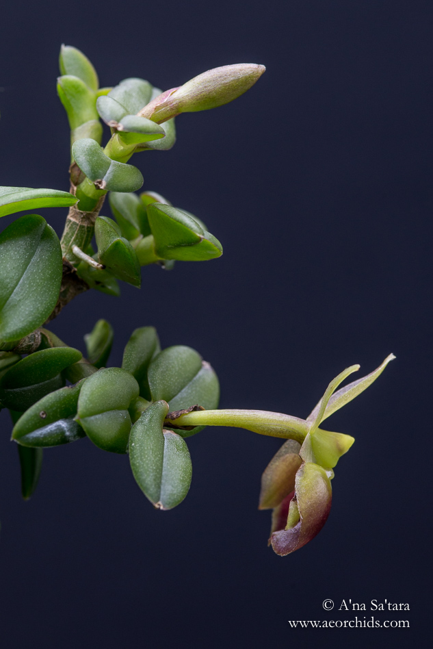 Epidendrum porpax orchid images