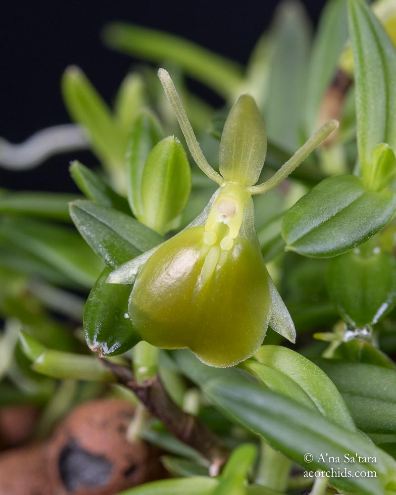 Epidendrum porpax peperomia album