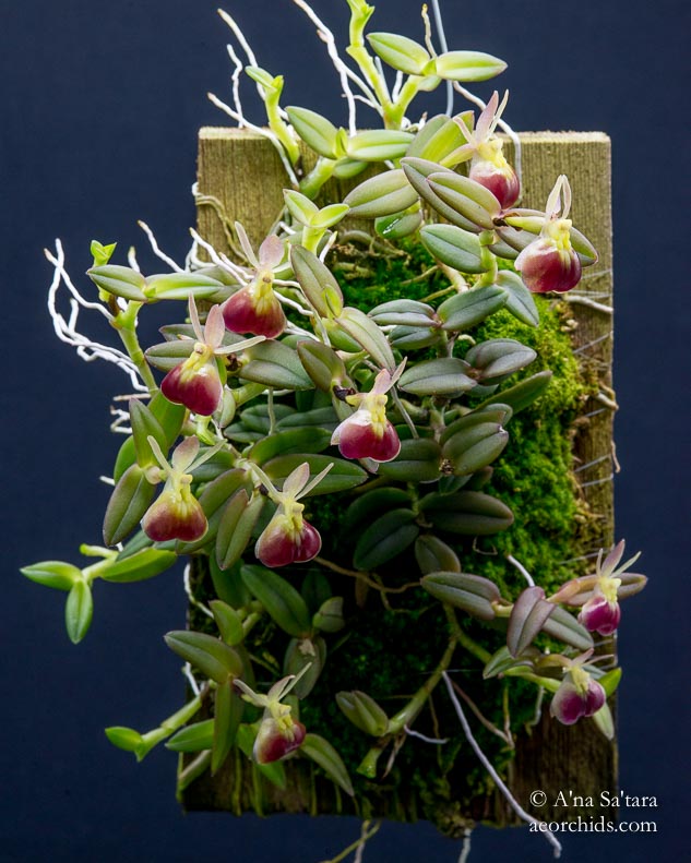 Epidendrum porpax (peperomia)