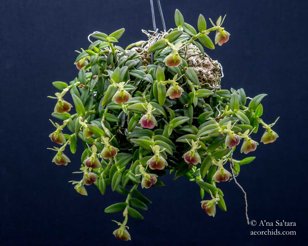 Epidendrum porpax (peperomia)