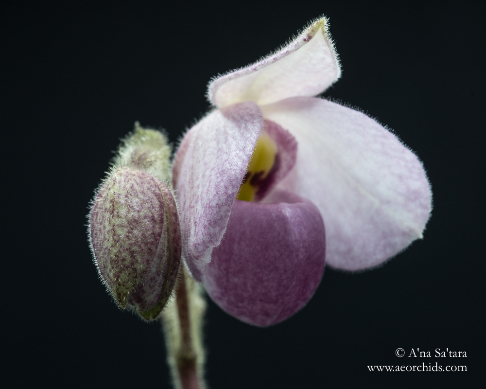 Paphiopedilum delentatii orchid images