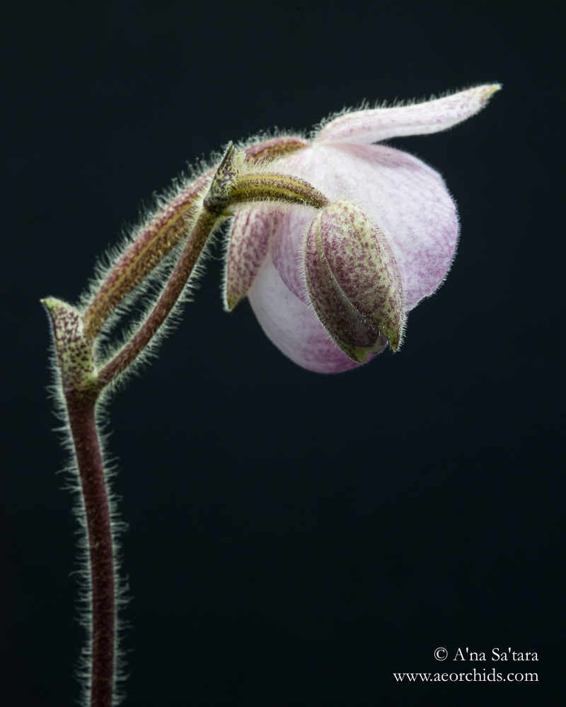 Paphiopedilum delentatii orchid images