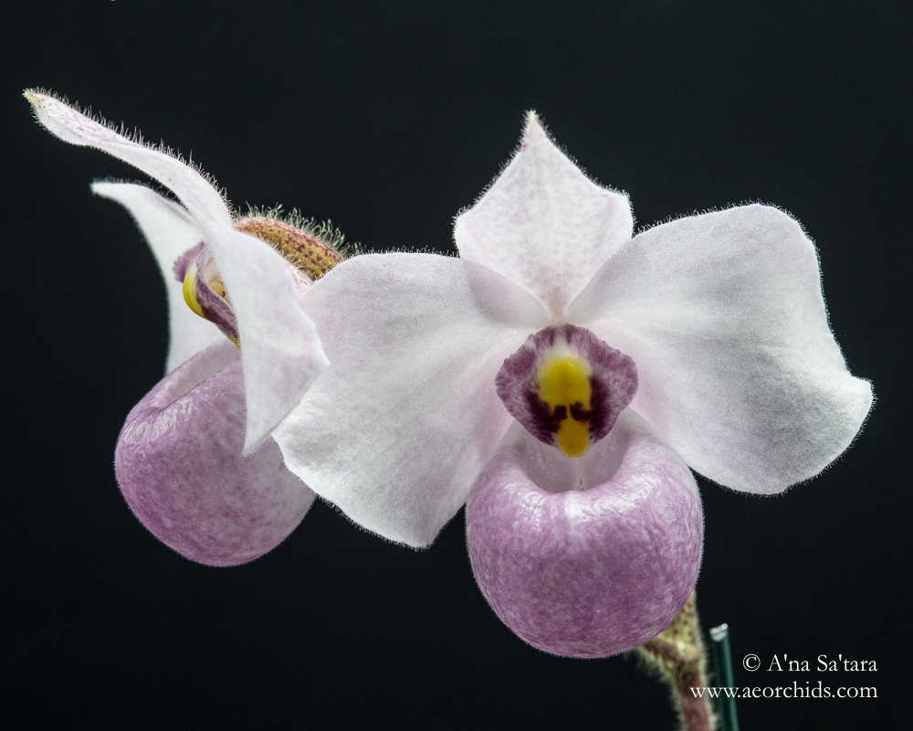 Paphiopedilum delentatii orchid images