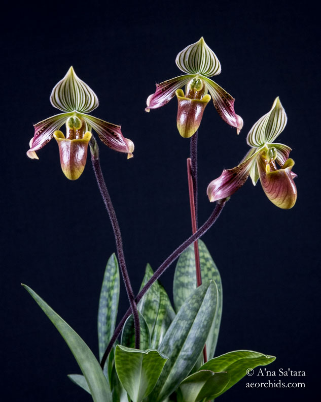 Paphiopedilum urbanianum