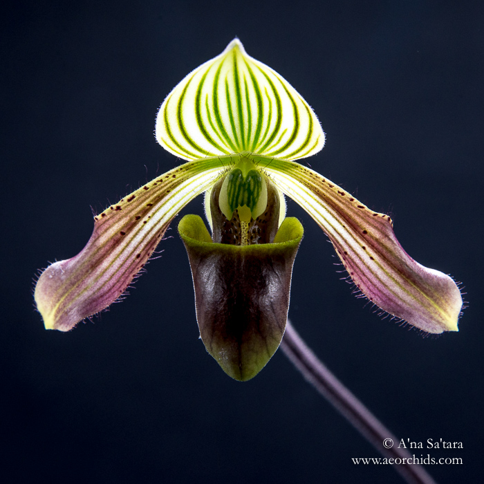 Paphiopedilum urbanianum orchid images