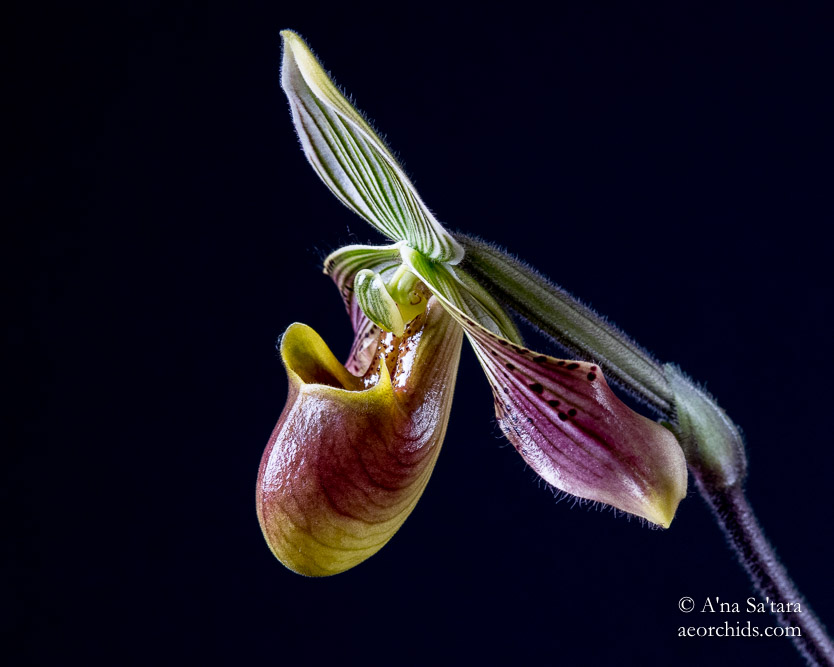 Paphiopedilum urbanianum
