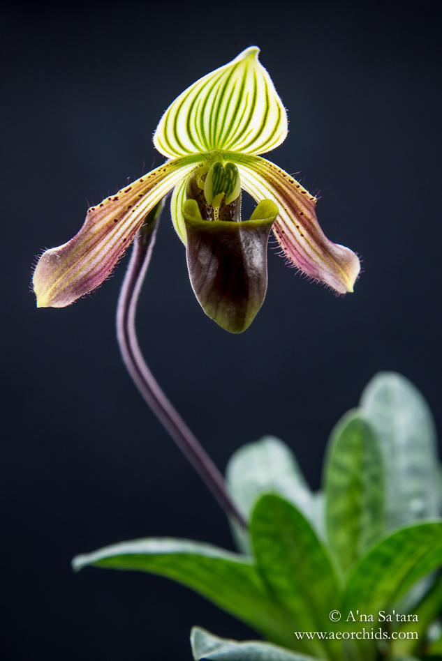 Paphiopedilum urbanianum orchid images