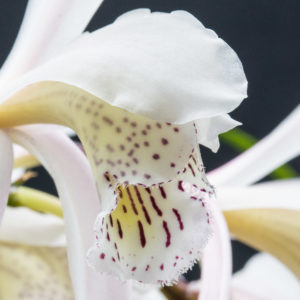 Cymbidium wenshanense