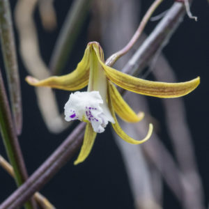 Dockrillia (Dendrobium) Julia Skillcorn