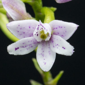 Epidendrum fimbriatum