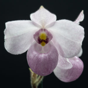 Paphiopedilum delentatii