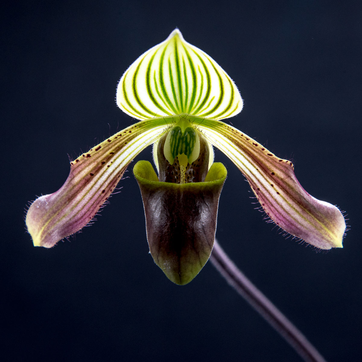 Paphiopedilum