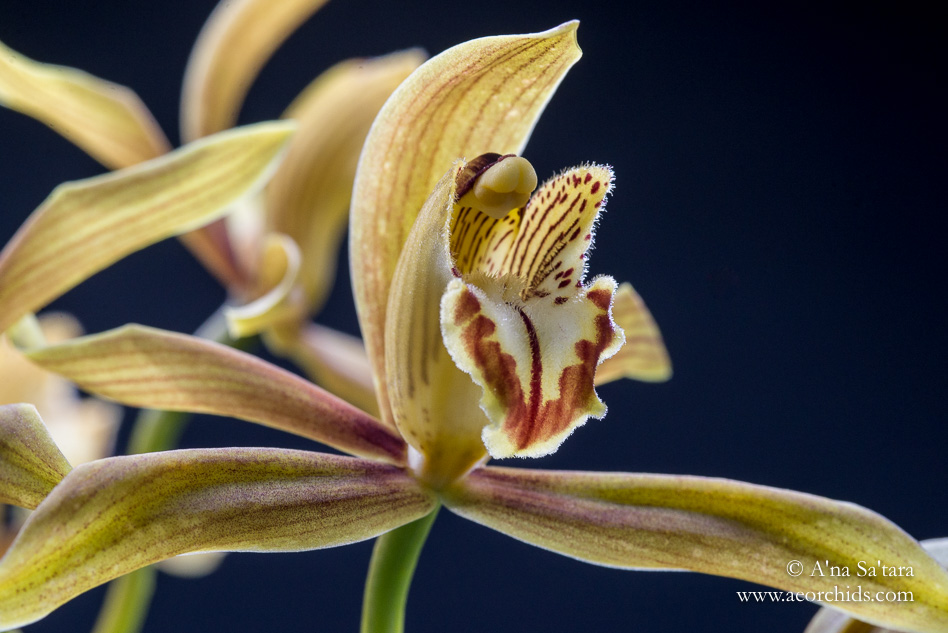 Cymbidium schroederi