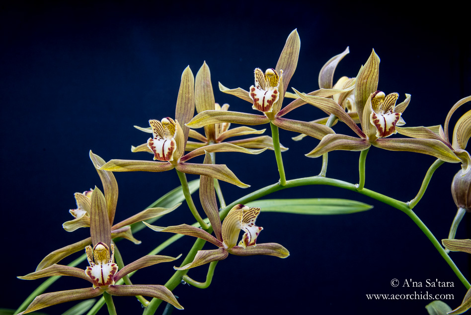Cymbidium schroederi