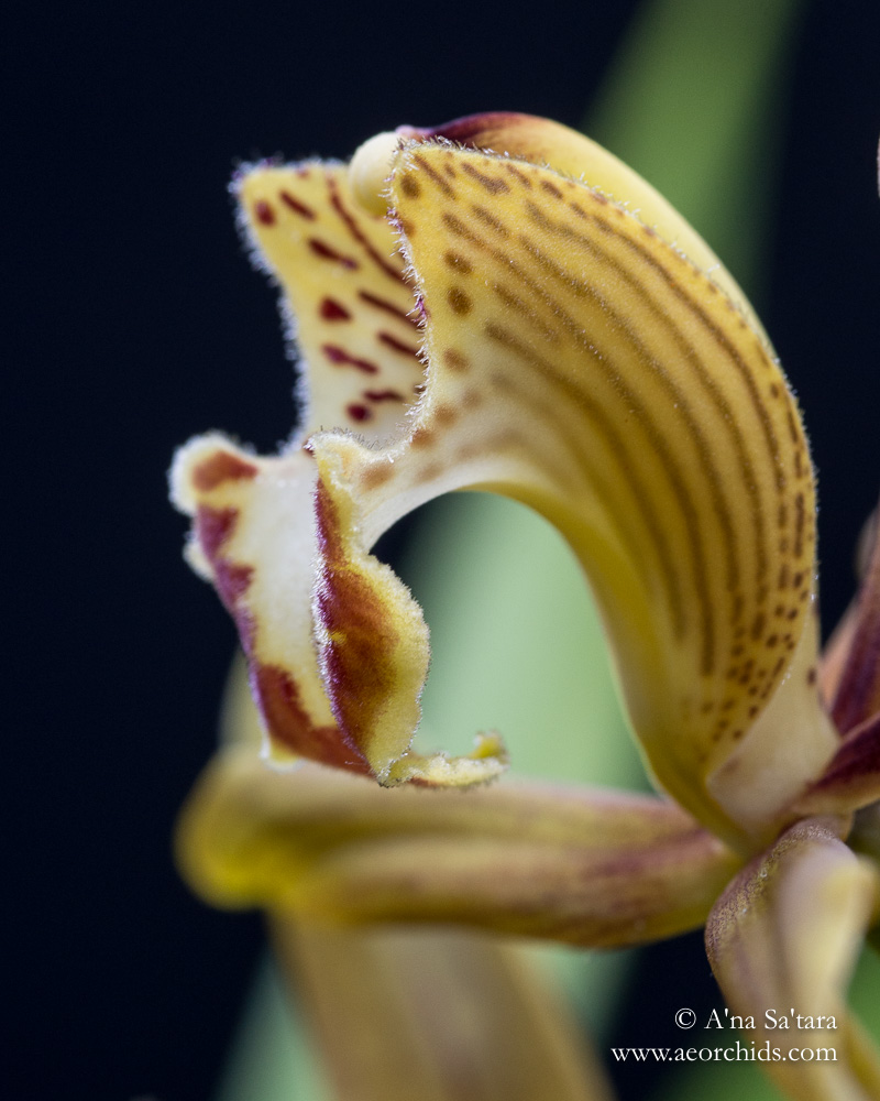 Cymbidium schroederi