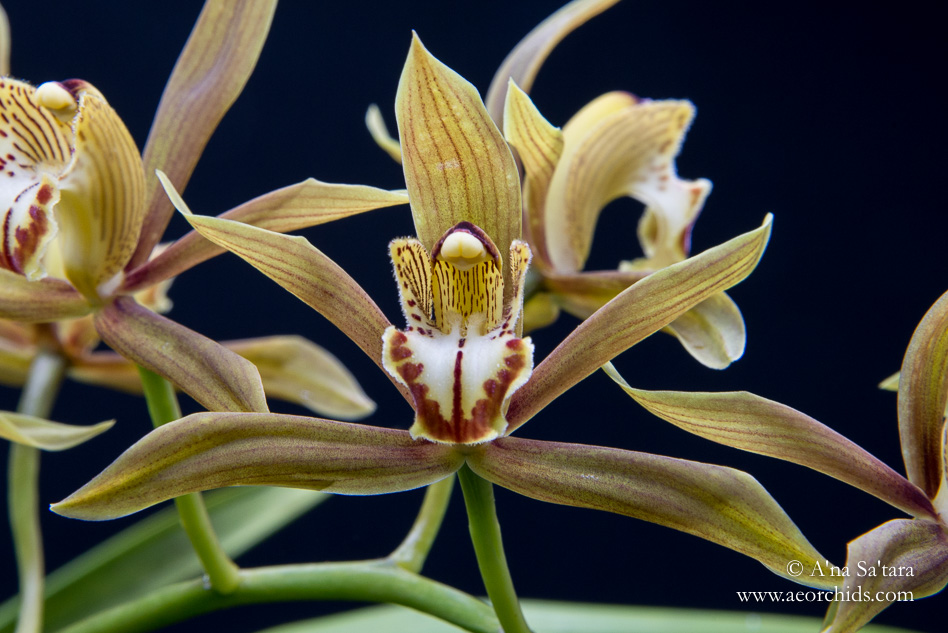 Cymbidium schroederi