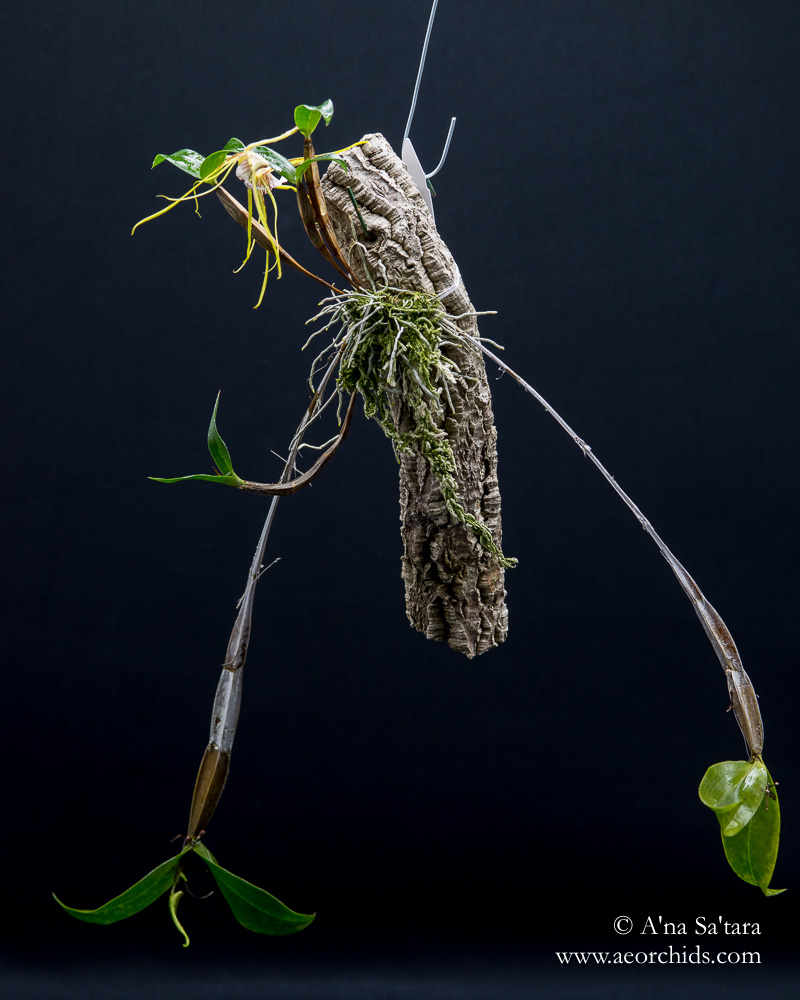 Dendrobium tetragonum var. giganteum (syn. Dendrobium capitisyork) orchid images