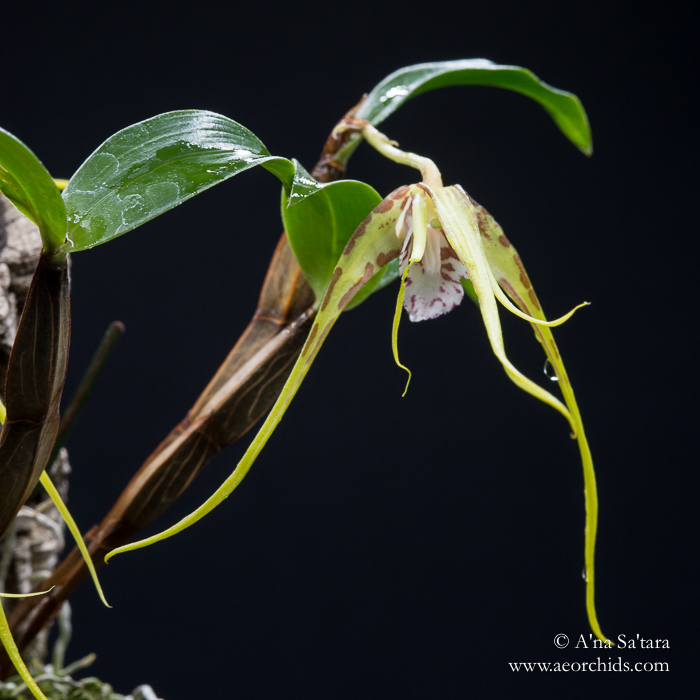 Dendrobium tetragonum var. giganteum (syn. Dendrobium capitisyork) orchid images