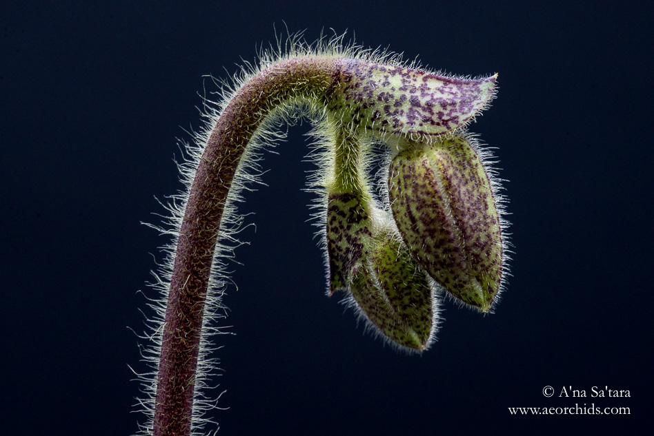 Paphiopedilum delentatii orchid images