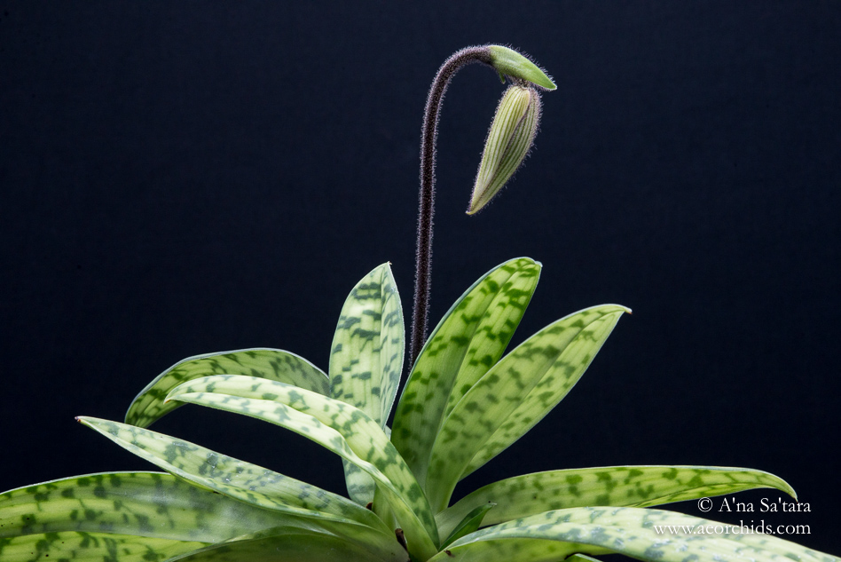 Paphiopedilum dayanum orchid images