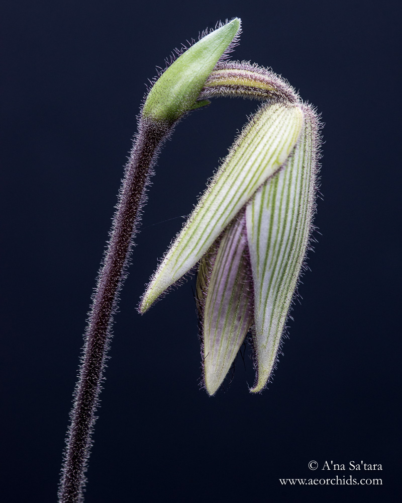 Paphiopedilum dayanum orchid images