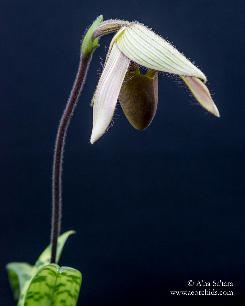 Paphiopedilum dayanum orchid images