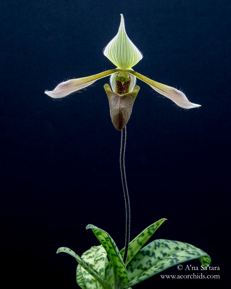 Paphiopedilum dayanum orchid images