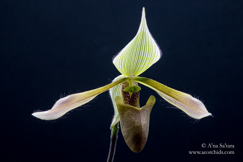 Paphiopedilum dayanum orchid images