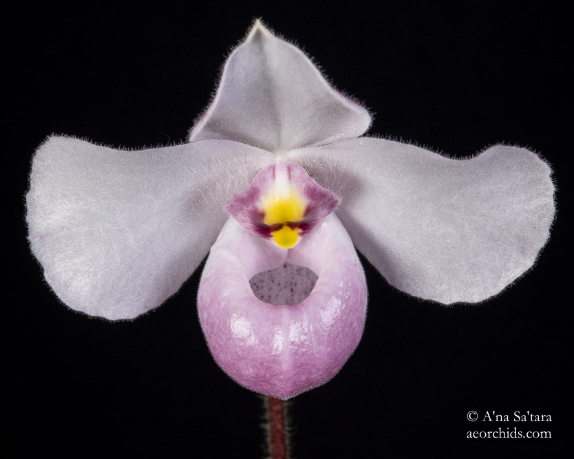 Paphiopedilum delenatii
