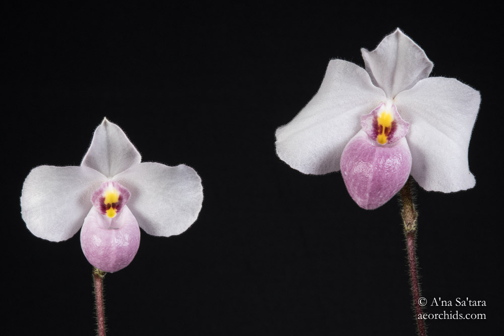 Paphiopedilum delenatii