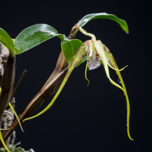 Dendrobium tetragonum var. giganteum (syn. Dendrobium capitisyork)