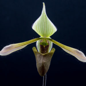 Paphiopedilum dayanum