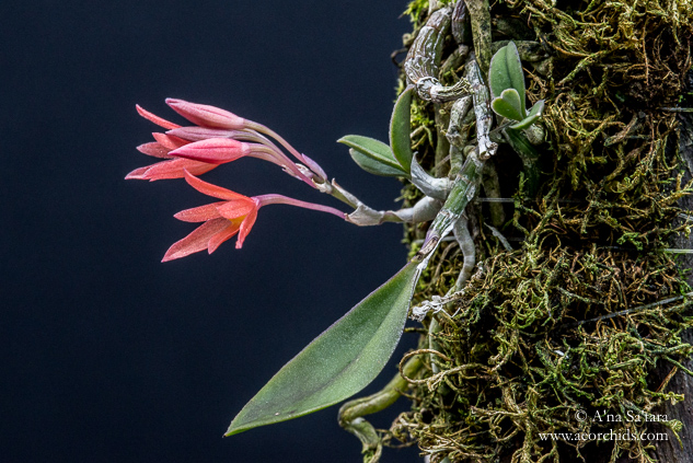 Alamania punicea