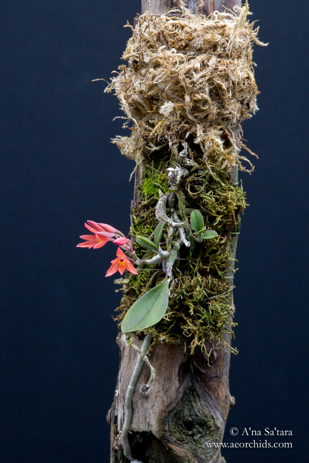 Alamania punicea