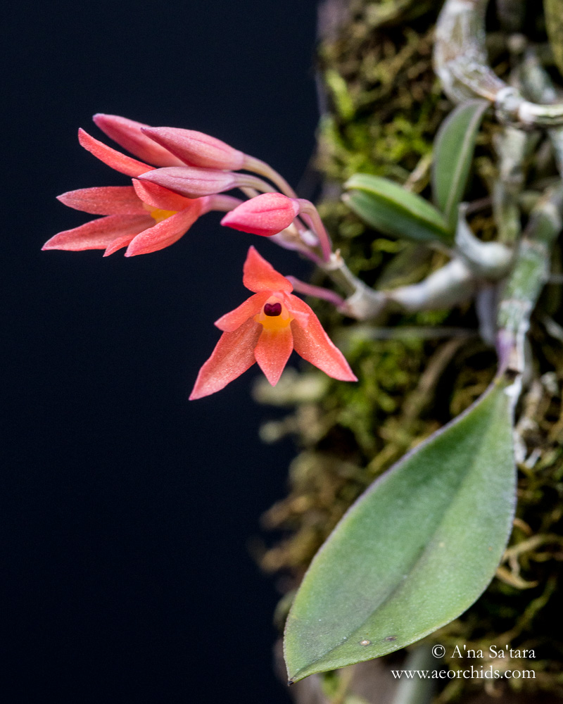 Alamania punicea