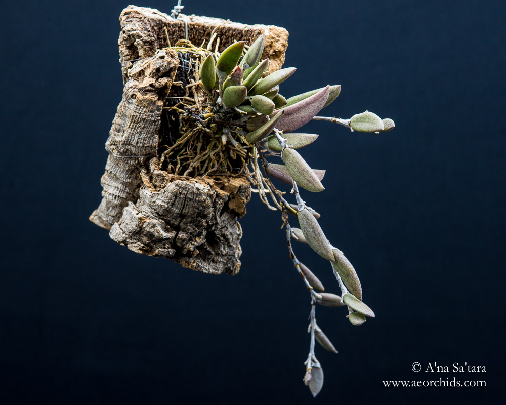 how to mount an orchid