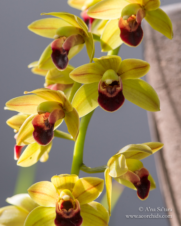 Cymbidium Geno's Gem 'Emerald Fire' HCC/AOS