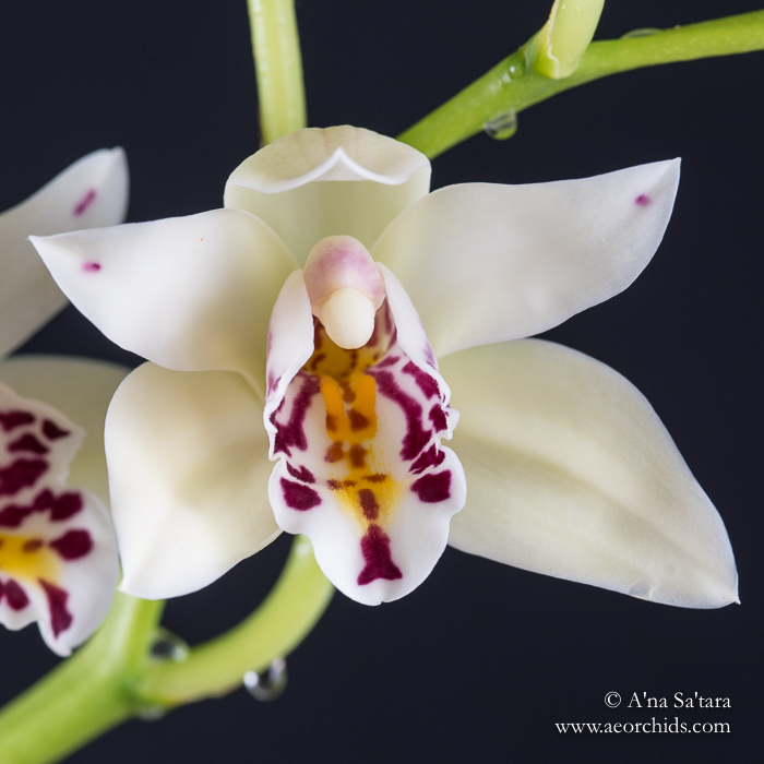 Cym sander orchid images