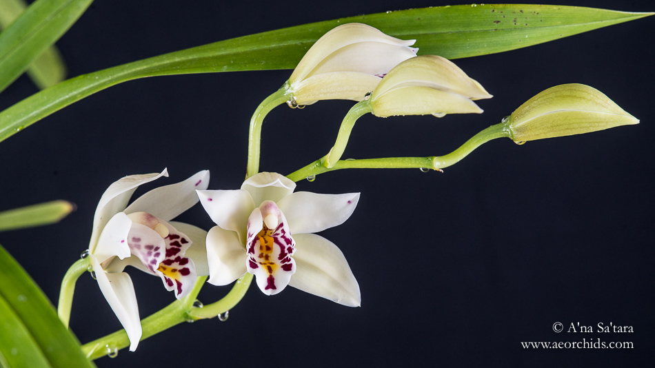 Cym sanderae orchid images