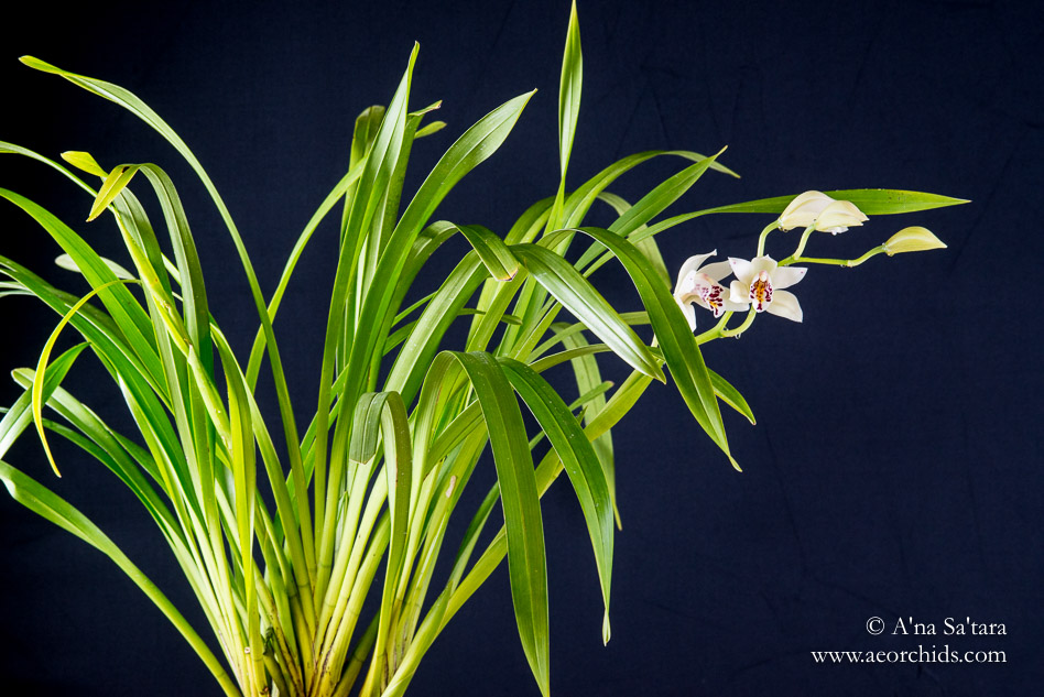 Cym sanderae orchid images