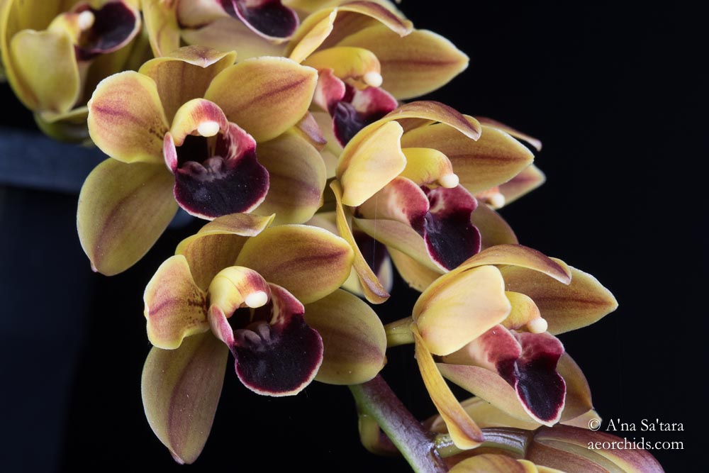 Cymbidium Geno's Gem 'Emerald Fire' HCC/AOS