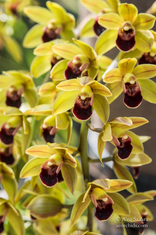 Cymbidium Geno's Gem 'Emerald Fire' HCC/AOS