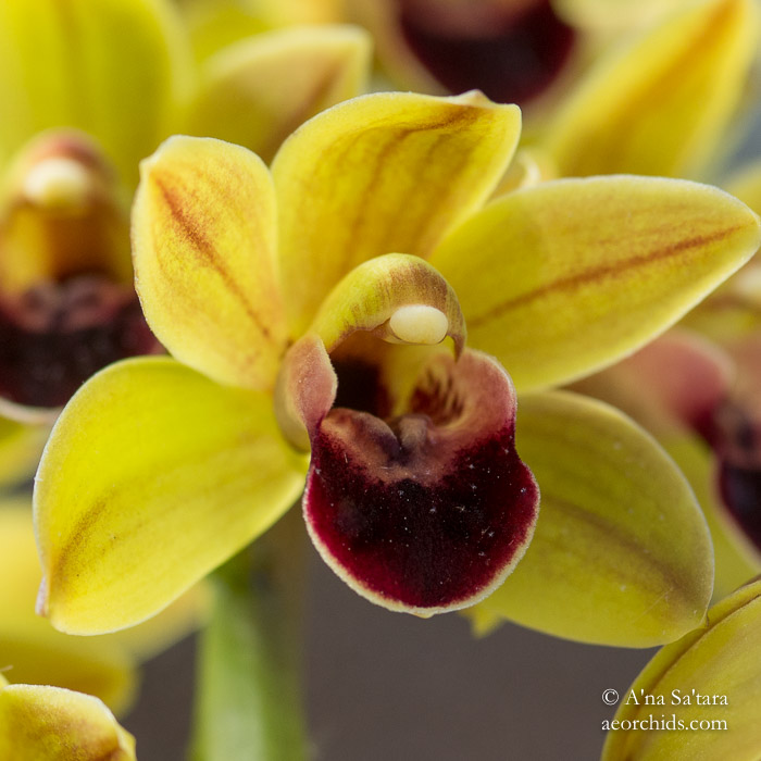 Cymbidium Geno's Gem 'Emerald Fire' HCC/AOS