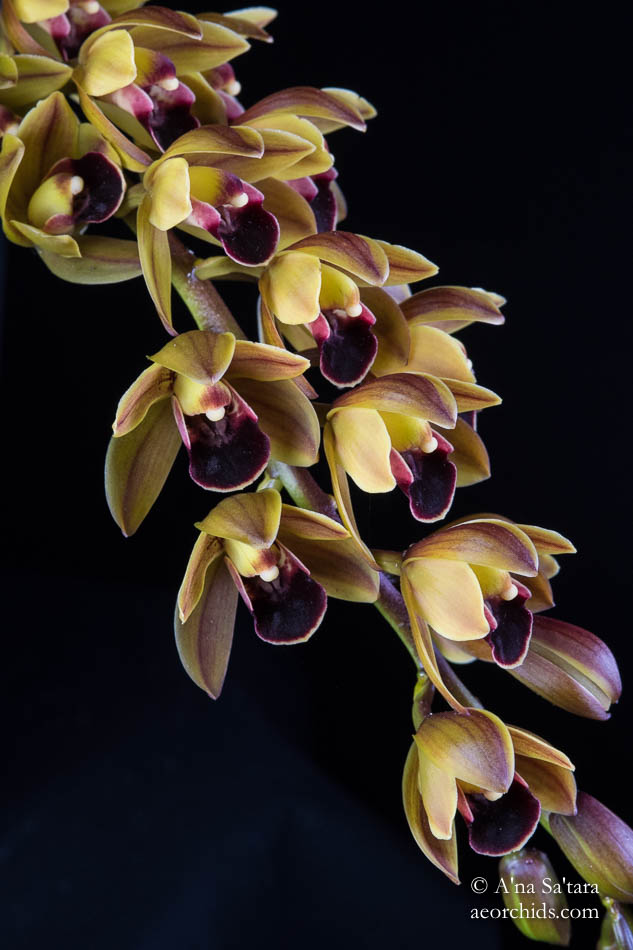Cymbidium Geno's Gem 'Emerald Fire' HCC/AOS