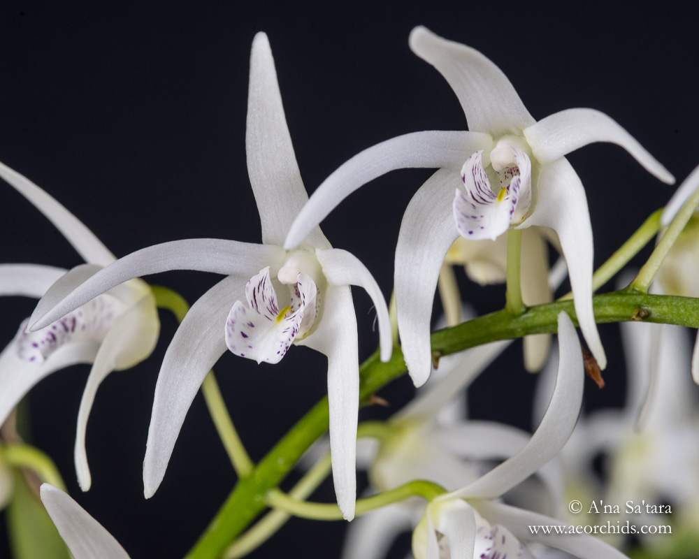orchid images