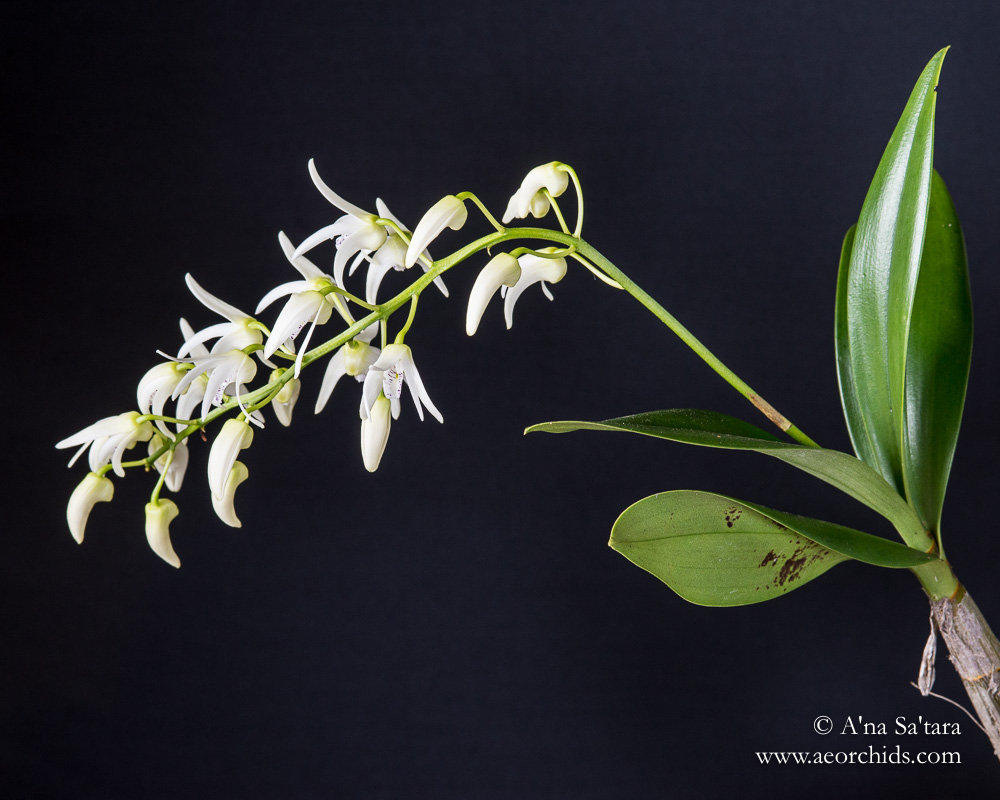 orchid images Dendrobium Ruppiosum