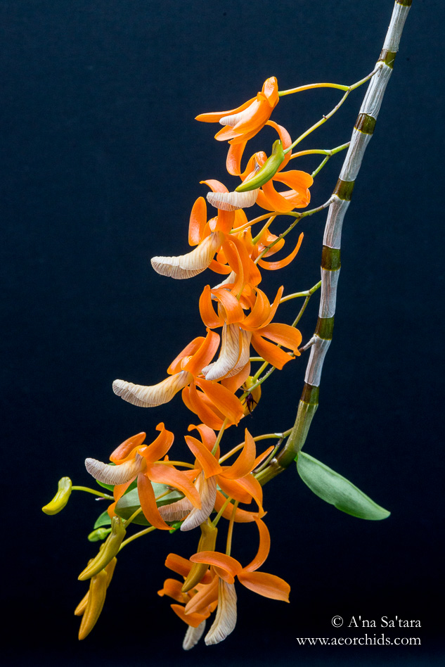 Dendrobium unicum (Vietnam form)