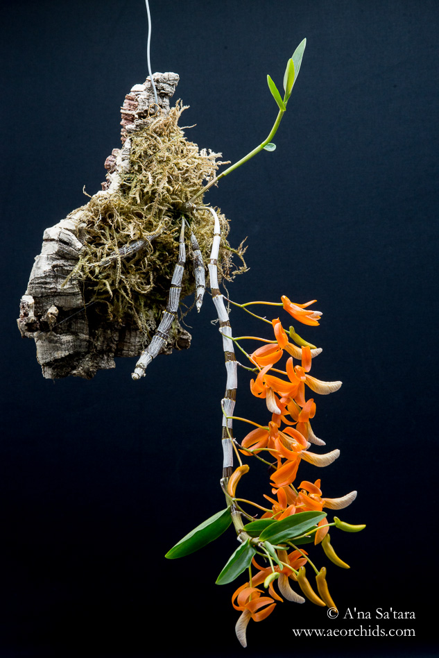 Dendrobium unicum (Vietnam form)