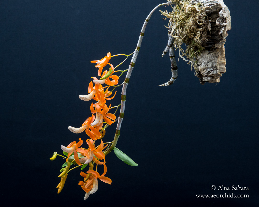 Dendrobium unicum (Vietnam form)
