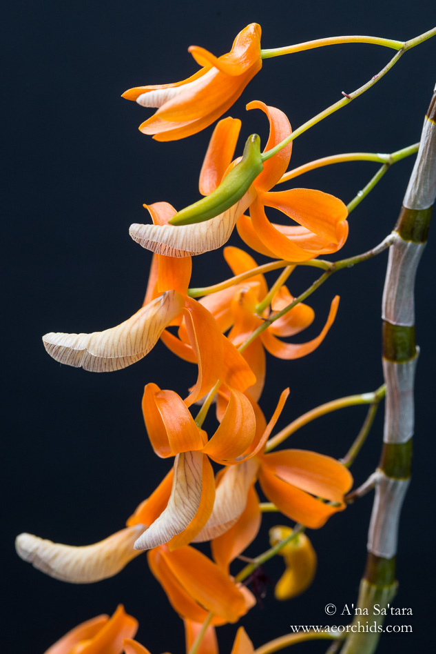 Dendrobium unicum (Vietnam form)